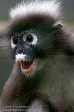 GBTZ1099249 brillangoer / Trachypithecus obscurus