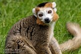 GBTZ1099293 kroonmaki / Eulemur coronatus