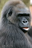GBTZ1099297 westelijke laaglandgorilla / Gorilla gorilla gorilla
