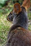 GBTZ1099337 Chileense poedoe / Pudu puda