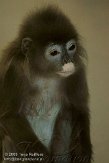 GBTZ1099347 phayrelangoer / Trachypithecus phayrei