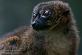 GBTZ1099358 roodbuikmaki / Eulemur rubriventer