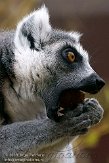GBTZ1099365 ringstaartmaki / Lemur catta