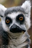 GBTZ1099370 ringstaartmaki / Lemur catta