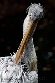 GBTZ1099399 roodrugpelikaan / Pelecanus rufescens