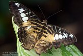 GTZ01153591 Parthenos sylvia philippinensis