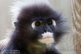 GTZ01153609 brillangoer / Trachypithecus obscurus