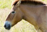 GBWZ1173987 przewalskipaard / Equus ferus przewalskii