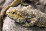 GBWZ1174020 baardagame / Pogona vitticeps