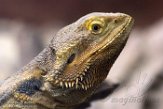 GBWZ1174022 baardagame / Pogona vitticeps