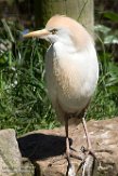 GBWZ1174032 koereiger / Bubulcus ibis