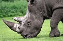 GBWM1242084 witte neushoorn / Ceratotherium simum