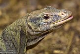 GBWW01165443 Grays varaan / Varanus olivaceus