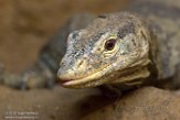 GBWW01165455 Grays varaan / Varanus olivaceus