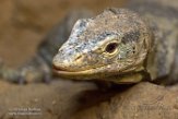 GBWW01165456 Grays varaan / Varanus olivaceus