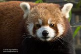 GBWW01165459 rode panda / Ailurus fulgens