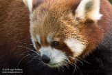 GBWW01165460 rode panda / Ailurus fulgens