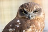 GBWW01165469 Nieuw-Zeelandse boeboekuil / Ninox novaeseelandiae