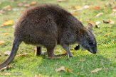 GBWW01165477 parmawallaby / Macropus parma