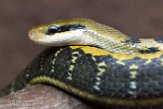 GBWW01165486 Taiwanese rattenslang / Orthriophis taeniurus friesei