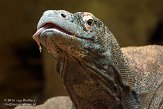 GBLZ1140376 komodovaraan / Varanus komodoensis