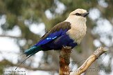 GBLZ1140410 blauwbuikscharrelaar / Coracias cyanogaster