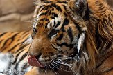 GBLZ1140422 Sumatraanse tijger / Panthera tigris sumatrae