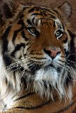 GBLZ1140443 Sumatraanse tijger / Panthera tigris sumatrae