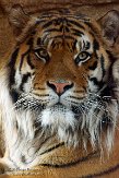 GBLZ1140446 Sumatraanse tijger / Panthera tigris sumatrae