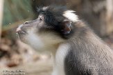 GBLZ1140501 witkruinmangabey / Cercocebus atys lunulatus