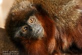 GBLZ1140523 rode titi / Callicebus cupreus