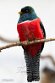 GBZL1260112 gekraagde trogon / Trogon collaris