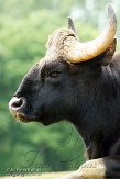 GWZ01153831 gaur / Bos gaurus