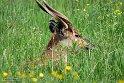 GBWZ1244430 sitatoenga / Tragelaphus spekii