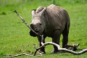 GBWZ1244438 witte neushoorn / Ceratotherium simum