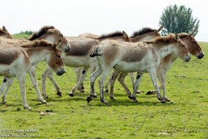 Knowsley Safaripark 2017