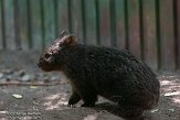 HPB01142012 Tasmaanse wombat / Vombatus ursinus tasmaniensis