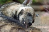 HPB01142064 gestreepte hyena / Hyaena hyaena