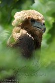 HPB01142093 bateleur / Terathopius ecaudatus