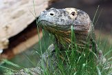 HPB01142137 komodovaraan / Varanus komodoensis