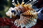 HTB01141867 gewone koraalduivel / Pterois volitans