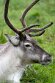 YRZ01257413 rendier / Rangifer tarandus