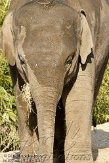 IED01101932 Aziatische olifant / Elephas maximus