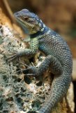 IBR01161054 Blauwe stekelleguaan / Sceloporus cyanogenys