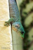 IBR01161083 Phelsuma standingi