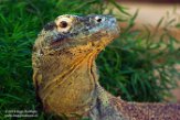 IBR01161098 komodovaraan / Varanus komodoensis