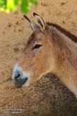 IBR01161137 kulan / Equus hemionus kulan