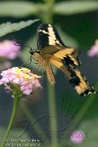 LJP01104335 grote page / Papilio cresphontes