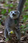 MGIP1164618 kroonmaki / Eulemur coronatus