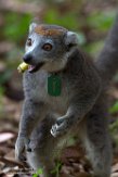 MGIP1164621 kroonmaki / Eulemur coronatus